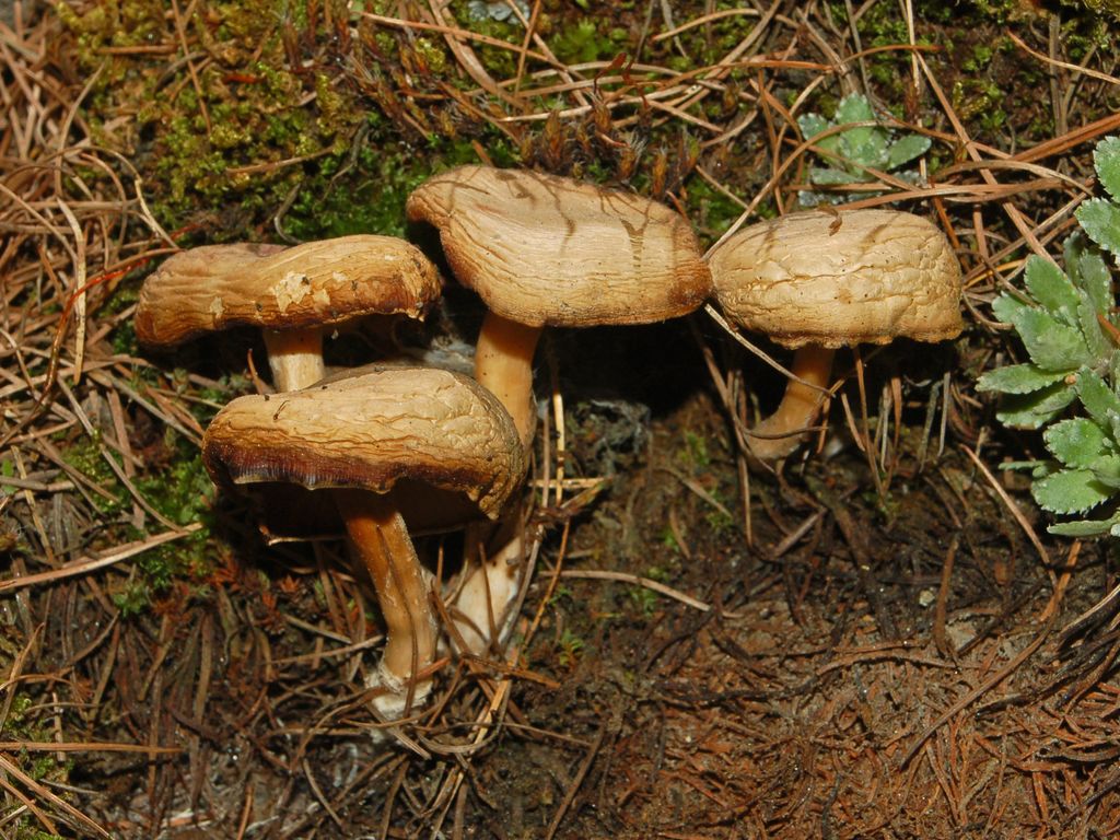 Dei poveri funghi appassiti